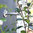 Flexible Net Clip 5mm for Green Wall Projects