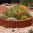 250mm x 600mm Corten Steel Weathered Circular Planter