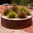400mm x 900mm Corten Steel Weathered Circular Planter