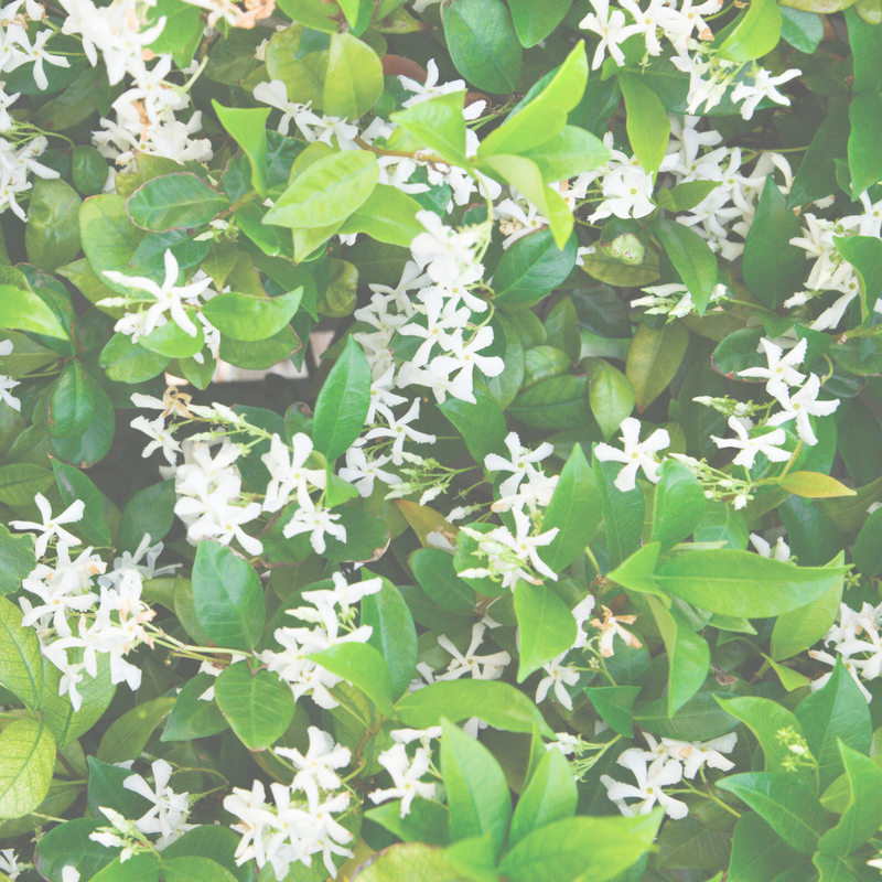 star jasmine trellis climbing plant 