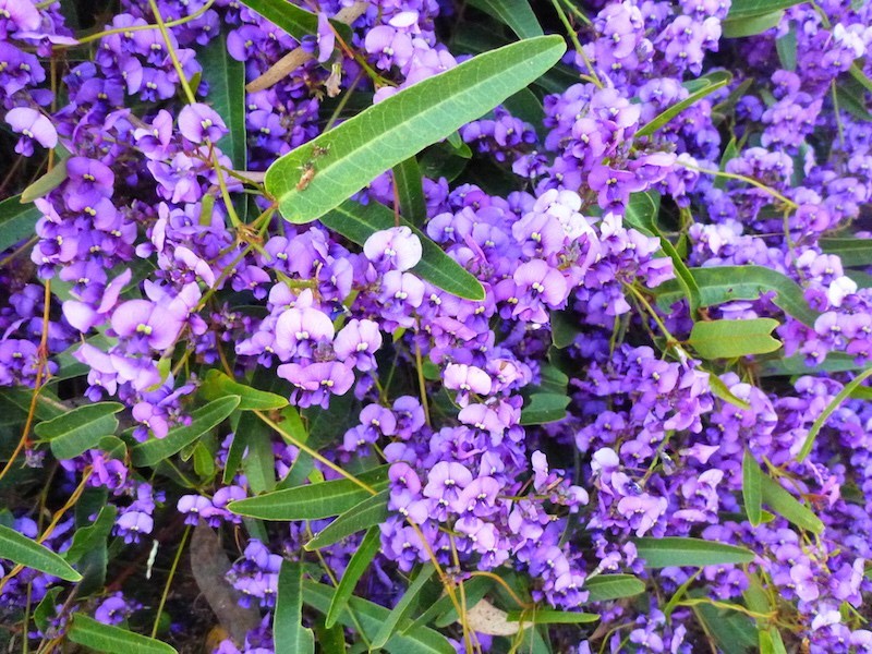 Hardenbergia-flowers-closeup